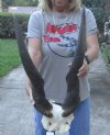 African Eland Bull (male) skull plate and horns 29 inches around curl for $95