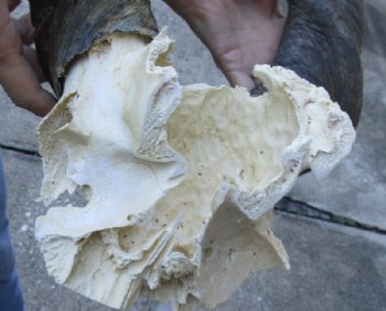 Wholesale African Male Eland Skull Plates with Horns - $120.00 each; Packed: 3 pcs @ $105.00 each