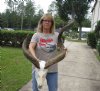 Kudu Skull for Sale with 23 and 54 inch Horns - You are buying this one for $225 (Damaged skull, broken horn and missing teeth) 