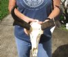 A-grade North American Pronghorn (Antilocapra americana) Skull with horns measuring 11 inches (horns slide on & off for shipping) - You will receive the one pictured for $150 (missing teeth)