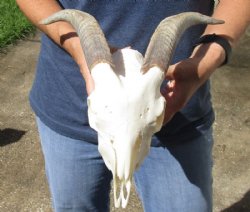 A-Grade Goat skull for sale horns 9 inches and skull 9" - You are buying the one in the photo for $125