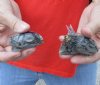 2 pc lot of North American Iguana heads cured in formaldehyde,  measuring 2-1/2 and 2-1/4 inches in length - you will receive ones in the photo for $25
