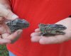 2 pc lot of North American Iguana heads cured in formaldehyde,  measuring 2-1/4 and 2-3/4 inches in length - $15