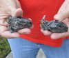 2 pc lot of North American Iguana heads cured in formaldehyde,  measuring 2-3/4 inches in length - you will receive ones in the photo for $25
