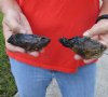 2 piece lot of 3-3/4 and 4-1/2 inch Common Snapping Turtle Heads Preserved with Formaldehyde (Has an Odor) - You are buying these for $15.00