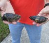 2 piece lot of 3-3/4 inch Common Snapping Turtle Heads Preserved with Formaldehyde (Has an Odor) - You are buying these for $15.00