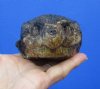 5-1/2 inches Common Snapping Turtle Head Preserved with Formaldehyde (Has an Odor) - You are buying this one for $15.00