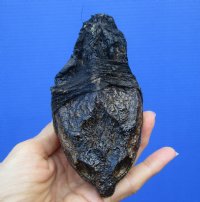 5-1/4 inches Common Snapping Turtle Head for Sale Preserved with Formaldehyde (Has an Odor) - You are buying this one for $15.00