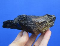 5-1/4 inches Common Snapping Turtle Head for Sale Preserved with Formaldehyde (Has an Odor) - You are buying this one for $15.00