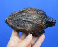 6 inches Large Common Snapping Turtle Head Preserved with Formaldehyde (Has an Odor) - You are buying this one for $15.00