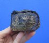 5-1/2 inches Cured Common Snapping Turtle Head Preserved with Formaldehyde (Has an Odor) - You are buying this one for $15.00