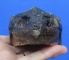 4-3/4 inches Preserved Common Snapping Turtle Head Cured with Formaldehyde (Has an Odor) - Buy this one for $15.00