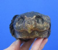 6-1/4 inches Large Common Snapping Turtle Head for Sale Preserved with Formaldehyde (Has an Odor) - You are buying this one for $15.00