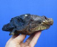 6-1/4 inches Large Common Snapping Turtle Head for Sale Preserved with Formaldehyde (Has an Odor) - You are buying this one for $15.00