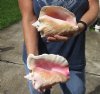 2 piece pink conch shells for sale (with slits in the back) 7-1/2 and 7-3/4 inches - Review all photos. You are buying the shells pictured for $20/lot (natural imperfections - calcium, pock marks, chipped edges, broken points)