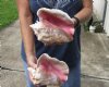2 piece pink conch shells for sale (with slits in the back) 7-3/4 and 8 inches - Review all photos. You are buying the shells pictured for $20/lot (natural imperfections - calcium, pock marks, chipped edges, broken points)