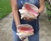 2 piece pink conch shells for sale (with slits in the back) 7-1/2 and 8 inches - Review all photos. You are buying the shells pictured for $20/lot (natural imperfections - calcium, pock marks, chipped edges, broken points)