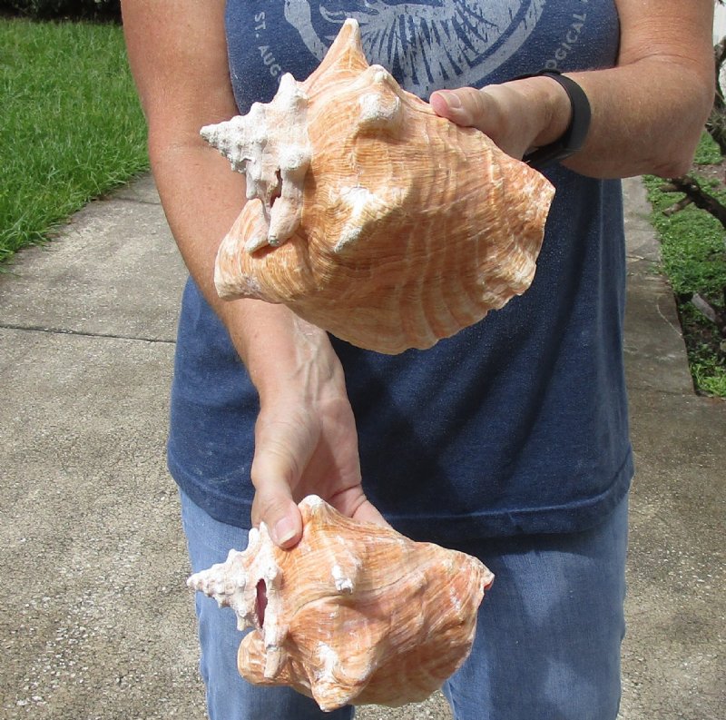 2 large pink conch shells for sale