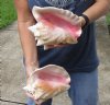 2 piece pink conch shells for sale (with slits in the back) 7-1/2 inches - Review all photos. You are buying the shells pictured for $20/lot (natural imperfections - calcium, pock marks, chipped edges, broken points)