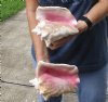 2 piece pink conch shells for sale (with slits in the back) 7 and 7-3/4 inches - Review all photos. You are buying the shells pictured for $20/lot (natural imperfections - calcium, pock marks, chipped edges, broken points)