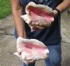 2 piece pink conch shells for sale (with slits in the back) 7 and 8-1/4 inches - Review all photos. You are buying the shells pictured for $20/lot (natural imperfections - calcium, pock marks, chipped edges, broken points)