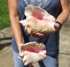 2 piece pink conch shells for sale (with slits in the back) 7 and 8-1/2 inches - Review all photos. You are buying the shells pictured for $20/lot (natural imperfections - calcium, pock marks, chipped edges, broken points)