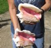 2 piece pink conch shells for sale (with slits in the back) 7 and 7-1/2 inches - Review all photos. You are buying the shells pictured for $20/lot (natural imperfections - calcium, pock marks, chipped edges, broken points)