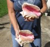 2 piece pink conch shells for sale (with slits in the back) 7-1/4 and 7-1/2 inches - Review all photos. You are buying the shells pictured for $20/lot (natural imperfections - calcium, pock marks, chipped edges, broken points)
