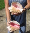 2 piece pink conch shells for sale (with slits in the back) 7 and 7-1/4 inches - Review all photos. You are buying the shells pictured for $20/lot (natural imperfections - calcium, pock marks, chipped edges, broken points)