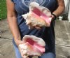 2 piece pink conch shells for sale (with slits in the back) 7 and 7-3/4 inches - Review all photos. You are buying the shells pictured for $20/lot (natural imperfections - calcium, pock marks, chipped edges, broken points)