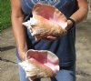 2 piece pink conch shells for sale (with slits in the back) 8 inches - Review all photos. You are buying the shells pictured for $20/lot (natural imperfections - calcium, pock marks, chipped edges, broken points)