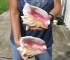 2 piece pink conch shells for sale (with slits in the back) 7-1/4 and 7-3/4 inches - Review all photos. You are buying the shells pictured for $20/lot (natural imperfections - calcium, pock marks, chipped edges, broken points)