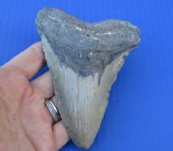 4-7/8 by 3-1/2 inches High Quality Megalodon Fossil Shark Tooth for Sale for $90