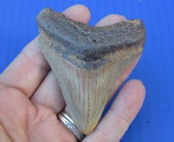 3 by 2-1/2 inches High Quality Megalodon Fossil Shark Tooth for Sale for $45