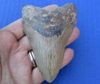 3-3/4 by 2-1/2 inches High Quality Megalodon Fossil Shark Tooth for Sale - You are buying the one pictured for $50
