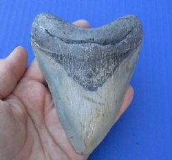 4-1/2 by 3-1/2 inches High Quality Megalodon Fossil Shark Tooth for Sale for $90