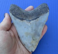 4-1/2 by 3-1/2 inches High Quality Megalodon Fossil Shark Tooth for Sale - You are buying the one pictured for $90