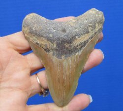 3-5/8 by 2-7/8 inches High Quality Megalodon Fossil Shark Tooth for Sale for $50.00