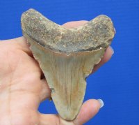 3-5/8 by 2-7/8 inches High Quality Megalodon Fossil Shark Tooth for Sale - You are buying this one for $50.00