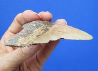 3-5/8 by 2-7/8 inches High Quality Megalodon Fossil Shark Tooth for Sale - You are buying this one for $50.00