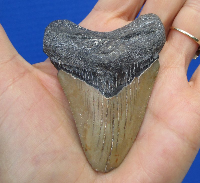Puffer Teeth Puffer Fish Teeth Fossil