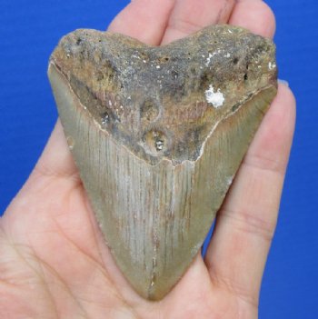 3 by 2-1/2 inches High Quality Megalodon Fossil Shark Tooth for Sale for $45.00