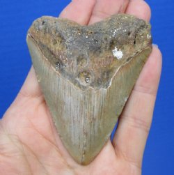 3 by 2-1/2 inches High Quality Megalodon Fossil Shark Tooth for Sale for $45.00