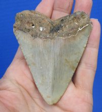 3 by 2-1/2 inches High Quality Megalodon Fossil Shark Tooth for Sale - You are buying this one for $45.00