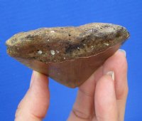 3 by 2-1/2 inches High Quality Megalodon Fossil Shark Tooth for Sale - You are buying this one for $45.00