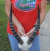 12 inch Female Blesbok Horns on Skull Plate - You are buying the horns and skull plate shown for $30.00
