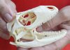 North American Iguana skull for sale, 3-3/4 inches long  - review all photos. You are buying the skull pictured for $45 (beetle cleaned and whitened - minor damage on back)