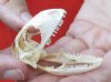 A-Grade North American Iguana skull for sale, 1-3/4 inches long  - review all photos. You are buying the skull pictured for $29 (beetle cleaned and whitened)