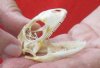 A-Grade North American Iguana skull for sale, 2 inches long  - review all photos. You are buying the skull pictured for $29 (beetle cleaned and whitened)
