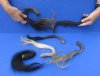 6 piece lot of Wild Boar tails measuring 11 to 13 inches long - You are buying the lot of tails pictured for $30